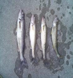 Michigan Wallleye Fishing 